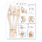 Wolters Kluwer Hip and Knee Anatomical Chart - Hip and Knee Anatomical Chart, Paper - 9781587798658