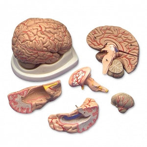 Wolters Kluwer Brain Models - Budget Brain with Arteries Model - C20C