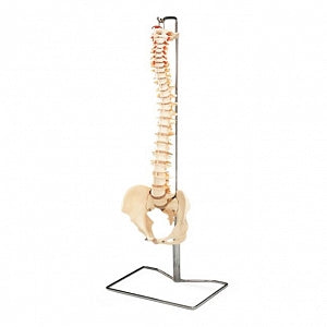 Wolters Kluwer Spine Models - Budget Vertebral Column Model with Stand - CH59X