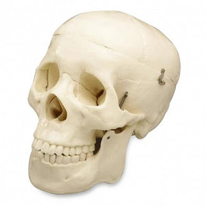 Wolters Kluwer Human Skull Models - Budget Life-Size Skull Model - CS20