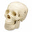 Wolters Kluwer Human Skull Models - Budget Life-Size Skull Model - CS20