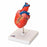 Wolters Kluwer Heart Models - Basic Heart Model - G8