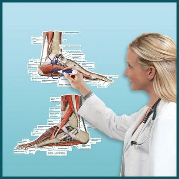 Patterson Medical Peel & Stick Dry Erase Anatomical Charts