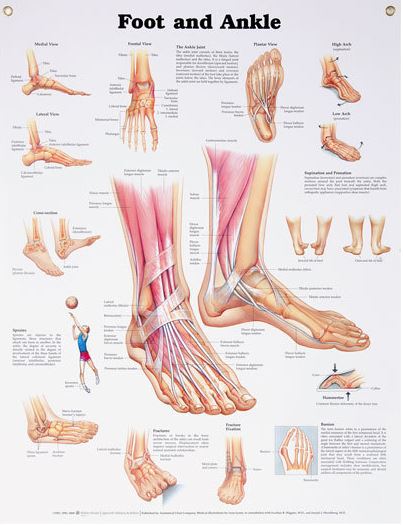 North Coast Medical Anatomical Wall Charts, Vinyl-Laminated