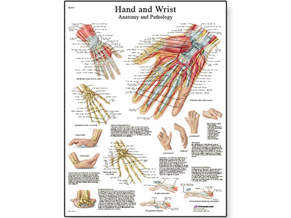 CHART, HAND, WRIST, ANATOMY, PATHOLOGY