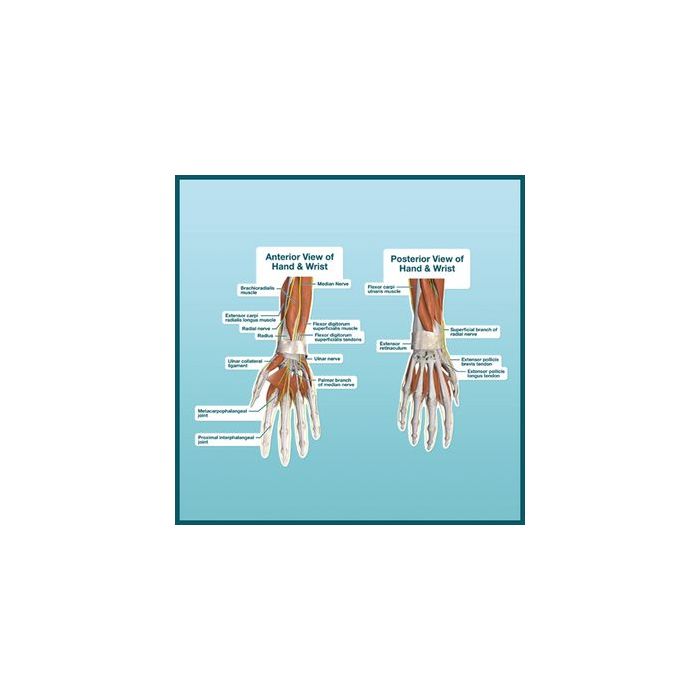 Patterson Medical Peel & Stick Dry Erase Anatomical Charts