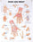 North Coast Medical Anatomical Wall Charts, Vinyl-Laminated