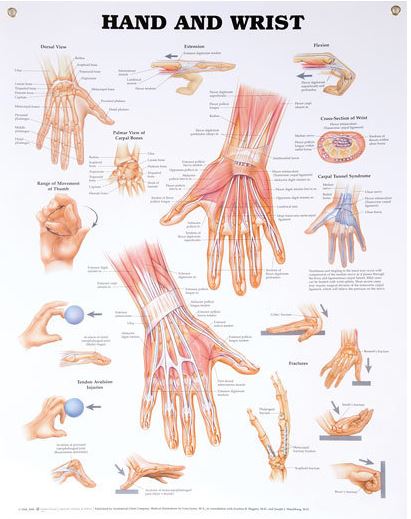 North Coast Medical Anatomical Wall Charts, Vinyl-Laminated