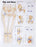 North Coast Medical Anatomical Wall Charts, Vinyl-Laminated