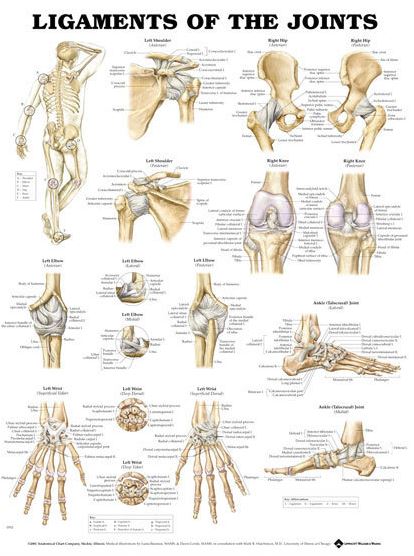 North Coast Medical Anatomical Wall Charts, Vinyl-Laminated