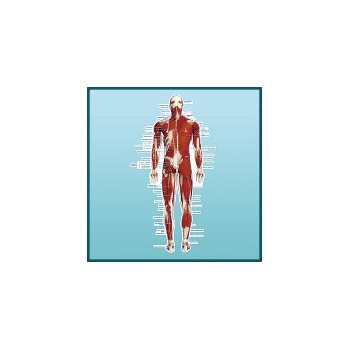 Patterson Medical Peel & Stick Dry Erase Anatomical Charts