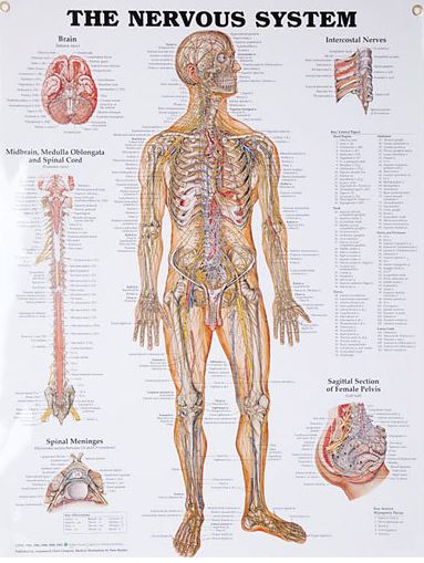 North Coast Medical Anatomical Wall Charts, Vinyl-Laminated