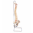 Patterson Medical Classic Flexible Spine Model and Stand