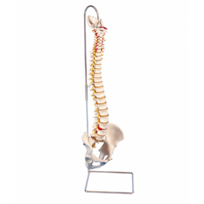 Patterson Medical Classic Flexible Spine Model and Stand