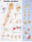 North Coast Medical Anatomical Wall Charts, Vinyl-Laminated