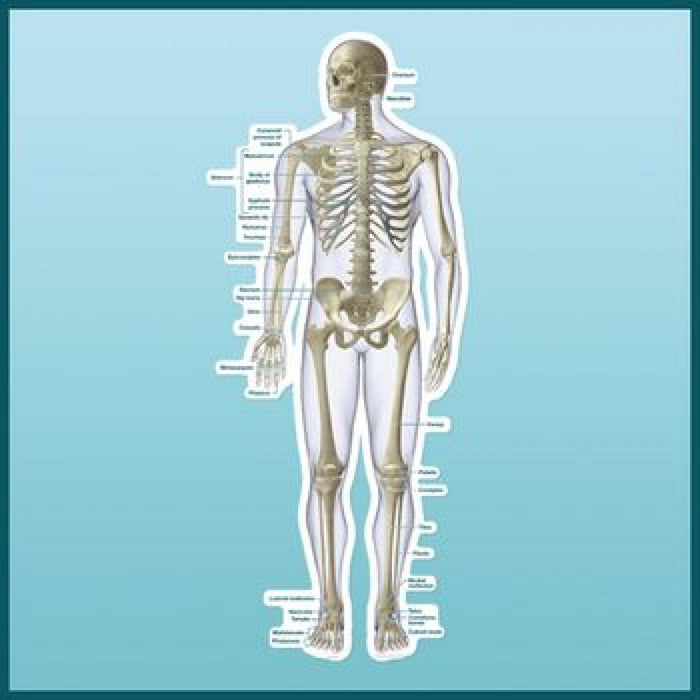 Patterson Medical Peel & Stick Dry Erase Anatomical Charts