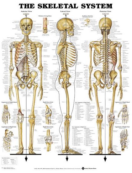 North Coast Medical Anatomical Wall Charts, Vinyl-Laminated