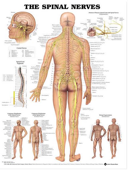 North Coast Medical Anatomical Wall Charts, Vinyl-Laminated