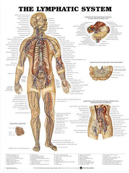 North Coast Medical Anatomical Wall Charts, Vinyl-Laminated