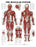 North Coast Medical Anatomical Wall Charts, Vinyl-Laminated