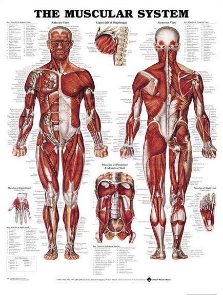 North Coast Medical Anatomical Wall Charts, Vinyl-Laminated